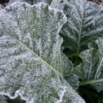 winter-veg-patch