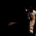 Claregalway Photographer Launches Equine Exhibition for Race Week