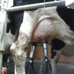 Best Practice in Milking Course at FRS Training