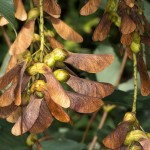 Irish Horses Liable to Poisoning from Sycamore Seeds