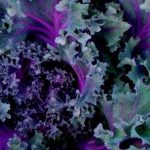 Weekly Column - March 4th 2017 Purple Sprouting Broccoli Time - GIY (Grow it Yourself)