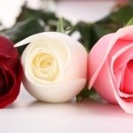 small_small_roses (1)