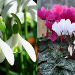 Paraics Tips For Your Garden in January