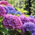 Paraic’s Tips For Your Garden In August